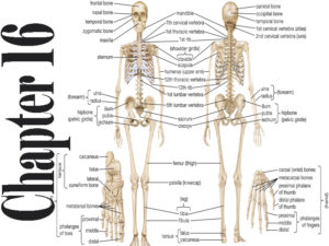 Biology Chapter 16 Class 12 Short Questions