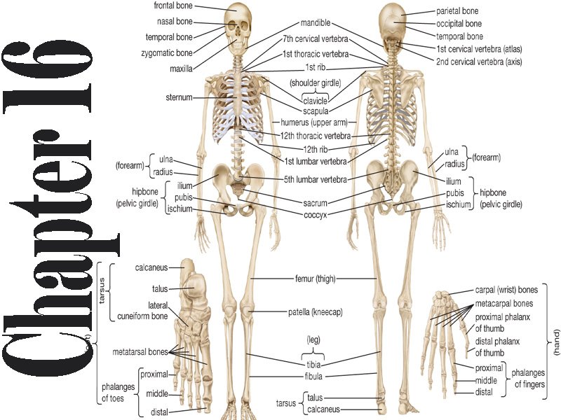 biology-chapter-16-class-12-short-questions-ahsa-pk